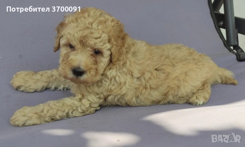 той пудел, снимка 1