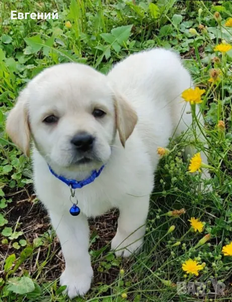 Чистокръвни лабрадори, снимка 1