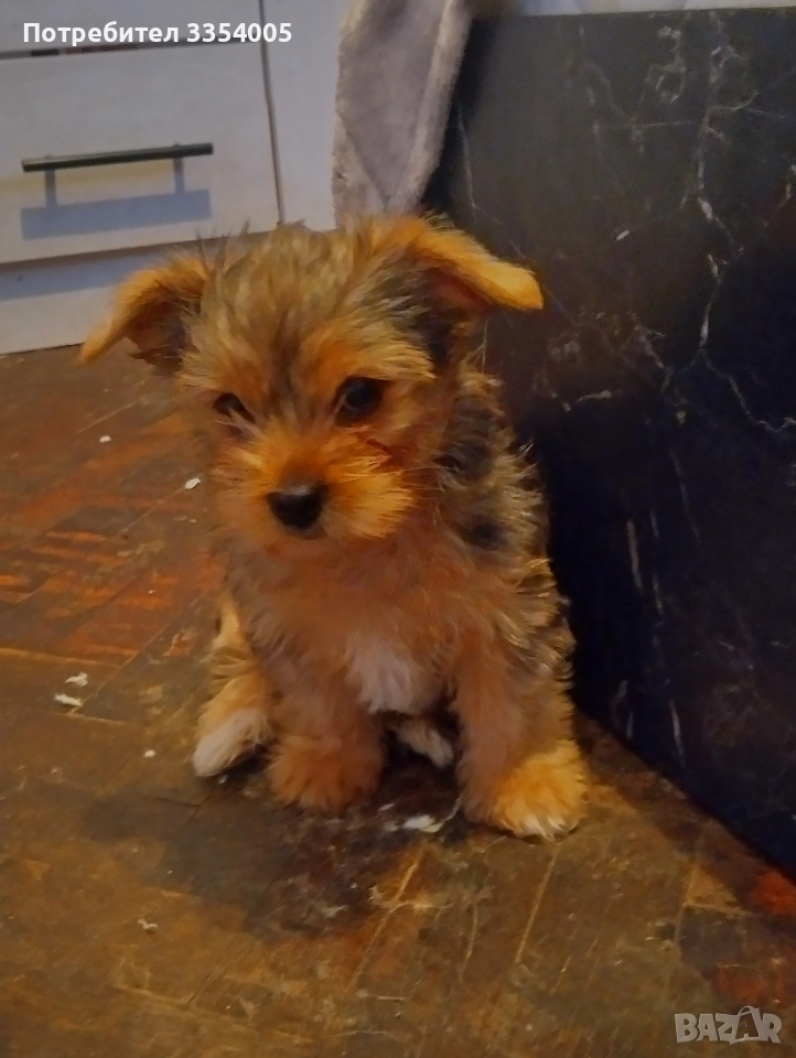 Мъжко йорки цена за Днес , снимка 1