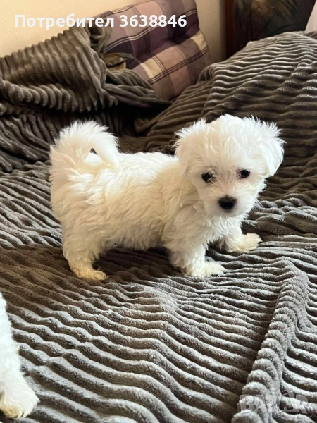 Мини малтийски болонки, снимка 1