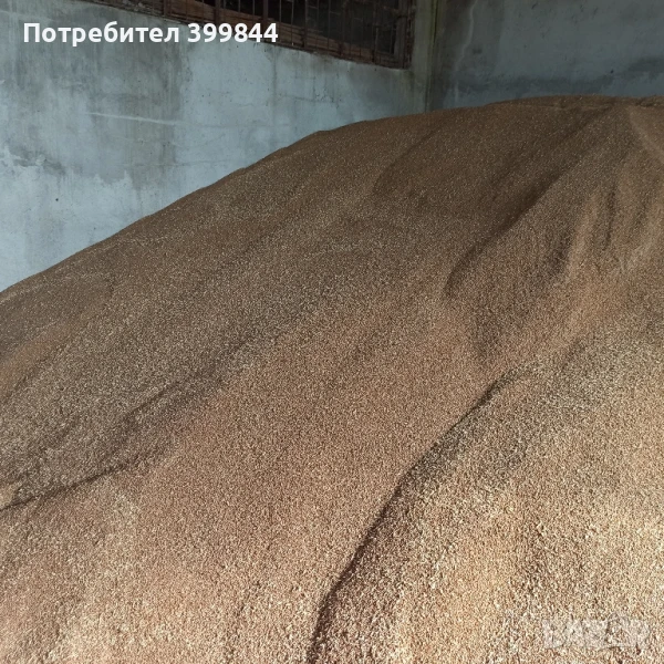 пшеница -жито 2025, снимка 1