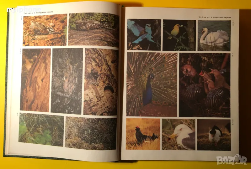 Стара Книга от Поредицата Живота на Животните/ Птиците том 6, снимка 1