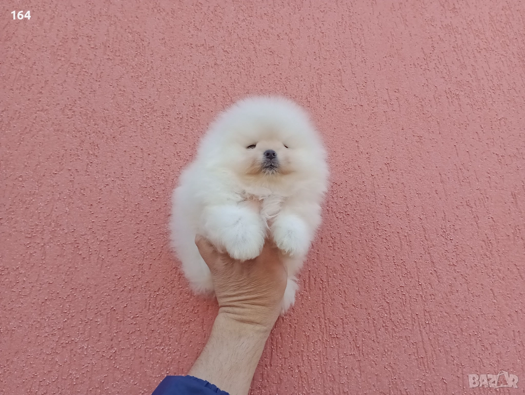 Бял мъжки Померан. Реални снимки!, снимка 1