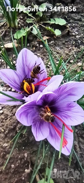 Шафран и шафранови луковици, снимка 1