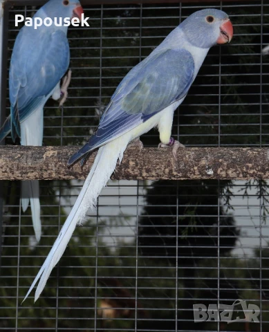 Малък Александър 