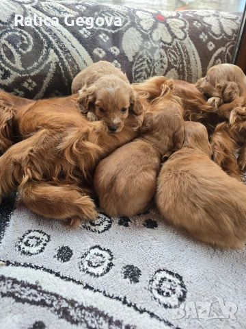 чистокръвни Кокер Шпаньоли, снимка 5 - Кокер шпаньол - 53248978