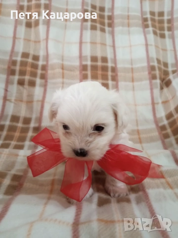 Малтийска болонка, снимка 6 - Болонка - 54272493