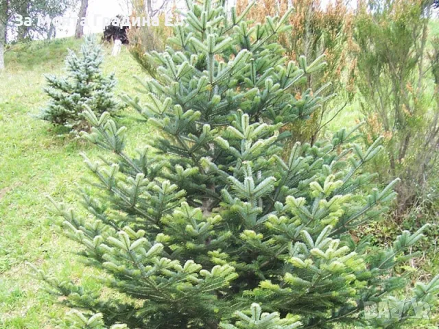 Българска ела, бор ,смърч,бял бор и мура , снимка 2 - Градински цветя и растения - 49491350