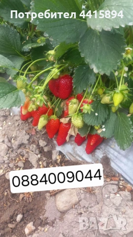 Разсад ягоди и малини , снимка 2 - Разсади - 53893507