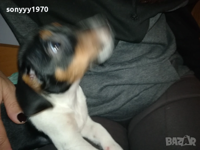 АЗ СЪМ КИКИ ОТ ВИДИН-ДЖАК НА 3 МЕСЕЦА-ВАШЕТО КОЛЕДНО КУТРЕ 3011251706, снимка 13 - Джак ръсел териер - 52594050