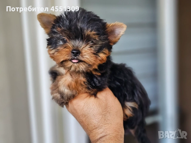 Йоркширски териер мини, снимка 4 - Йоркширски териер - 53922318