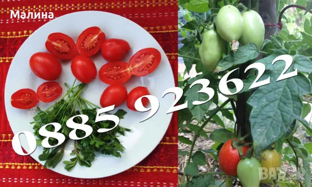 Био Разсад Домат, Люти Чушки, Чери Домати и Тютюн Стари Селски Сортове + ПОДАРЪК, снимка 11 - Разсади - 45795732