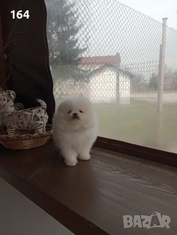 Мъжки Померан. Реални снимки от 26.03.26 г. , снимка 4 - Померан - 53989286