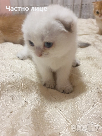 Шотландски котета златна чинчила., снимка 8 - Чинчили - 52171934