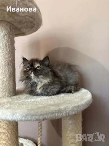 Персийски котенца , снимка 12 - Персийска - 56340555