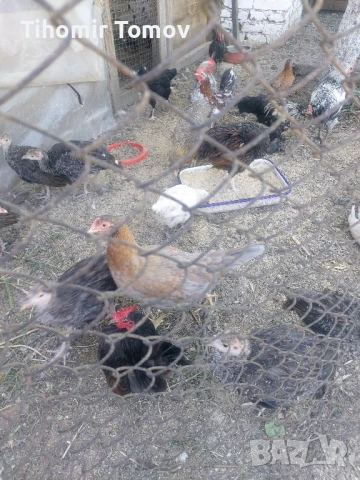 продавам ярки петлета пуйчета , снимка 11 - Кокошки и пуйки - 51065532