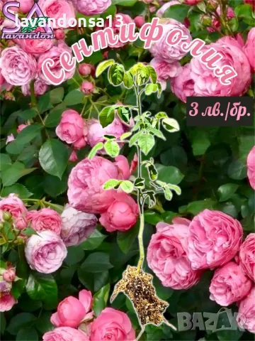 Лавандула Севтополис-разсад,туфички,саксии…, снимка 10 - Градински цветя и растения - 42641155