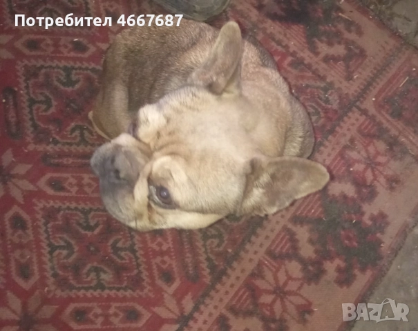 Френски болдог, снимка 3 - Френски булдог - 52640634