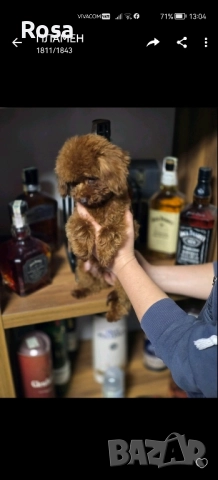 Продавам пудел , снимка 2 - Пудели - 52582556