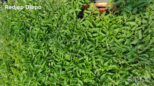 Разсад Ранни Домати,Скубани домати,Краставици и Тиквички, снимка 1