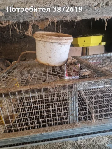 Клетки за пъдпъдъци, снимка 4 - За птици - 48926182