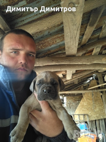 Продавам 5 бр кученца Кане корсо месец и половина, снимка 7 - Кане корсо - 54114827