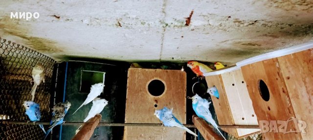 ТКБ Хеликоптери , снимка 5 - Папагали - 38350184