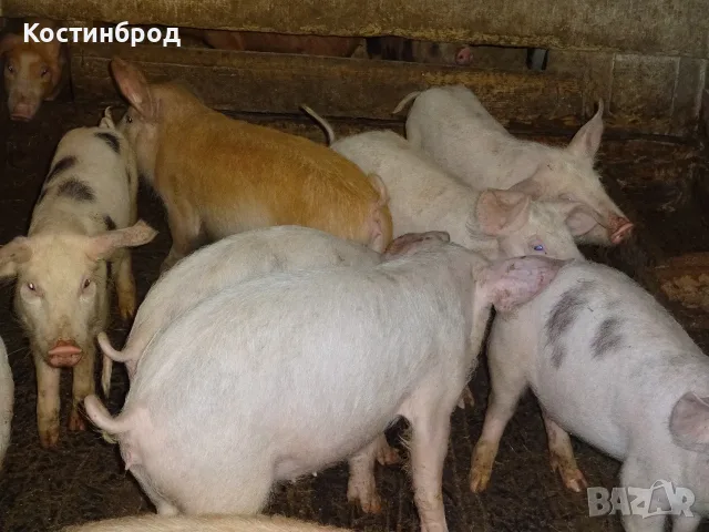 ПРАСЕТА. АКЦИЯ - ОТ 90 ЕВРО.
