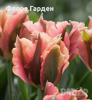 ЛАЛЕТА - луковици, снимка 8 - Градински цветя и растения - 56437026