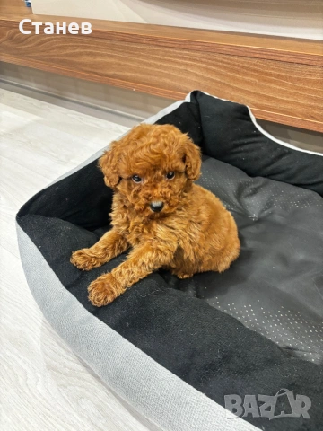 Той Пудел Момче Червен /Toy Red Poodle, снимка 2 - Пудели - 53305362