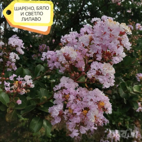 Продавам Индийски Люляк / Lagerstroemia Indica, снимка 7 - Други - 51319137