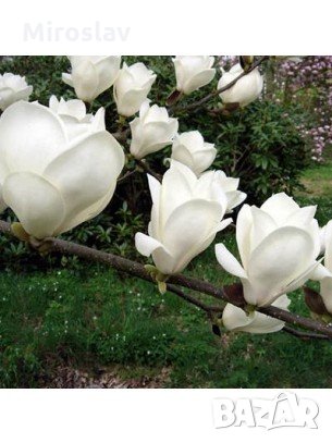 Магнолия Алба Суперба-(Alba Superba), снимка 3 - Градински цветя и растения - 32073391