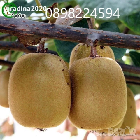 Киви Голд-Златно киви