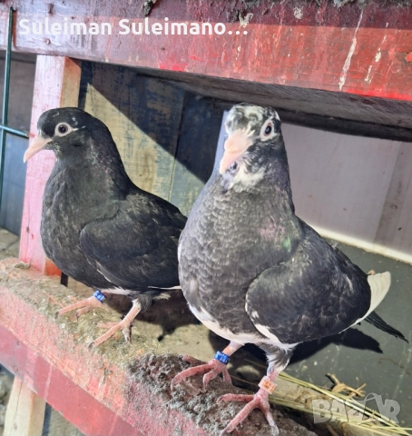 Гълъби на въртене всичко 50 лв, снимка 3 - Гълъби - 52655643
