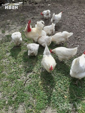 разплодни яйца от легхорн, снимка 11 - други­ - 16386746