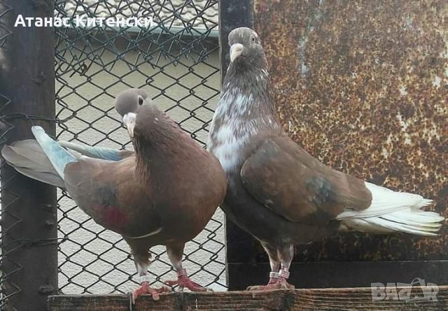 Пазарджишки  високолетачи , снимка 14 - Гълъби - 30874877