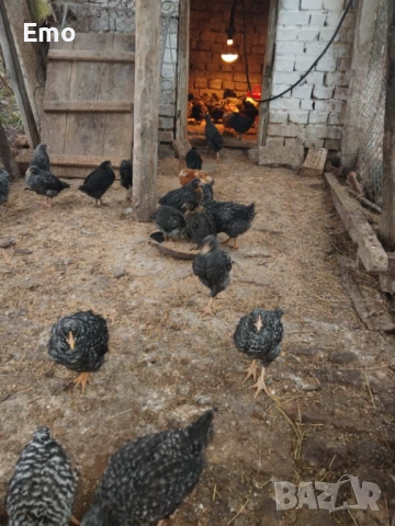 Продавам пилета на 2 месеца Супер Харко и Доминат снасят цветни яйца, снимка 6 - Кокошки и пуйки - 53517522