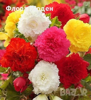 БЕГОНИЯ - Грудки/ ПРЕДВАРИТЕЛНИ ПОРЪЧКИ, снимка 3 - Сортови семена и луковици - 49235759