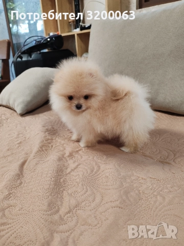Померан мини мъжко 