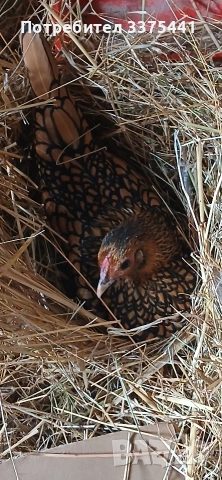 предлгам яйца за разплод от златен зибрайт , снимка 3 - Кокошки и пуйки - 54102636