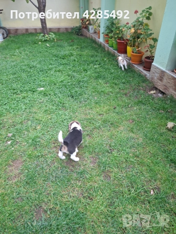 Куче порода Бигъл, Чистокръвни бигълчета , снимка 6 - Бигъл - 52429439