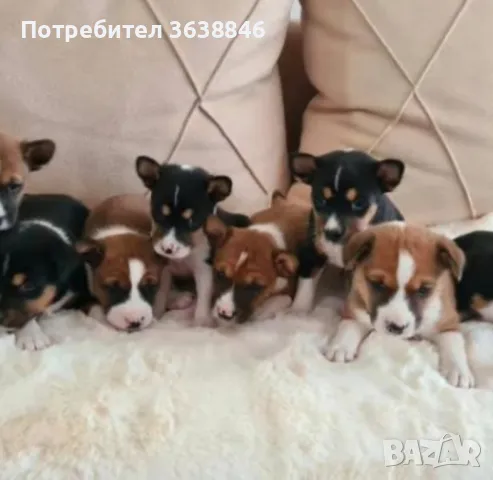 Басенджи, снимка 2 - Други - 48860194