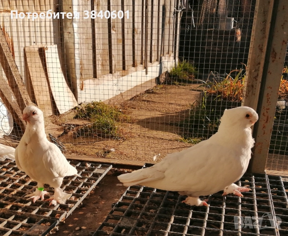 2 сатинета, снимка 2 - Гълъби - 52926380