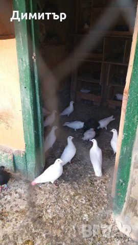 Продавам неизлизали пилета бели спортни пощи, снимка 4 - Гълъби - 29398011