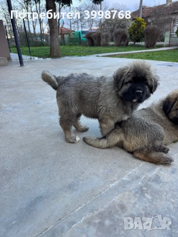 Кавказка овчарка, снимка 2 - Кавказка овчарка - 53921804