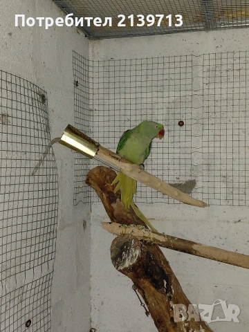 Продавам двойка Голям Александър, снимка 4 - Папагали - 54220545