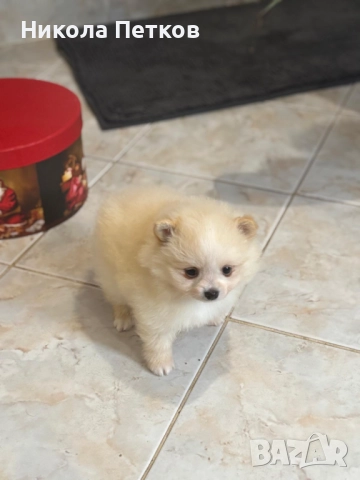 Померан мини , снимка 3 - Померан - 52619336