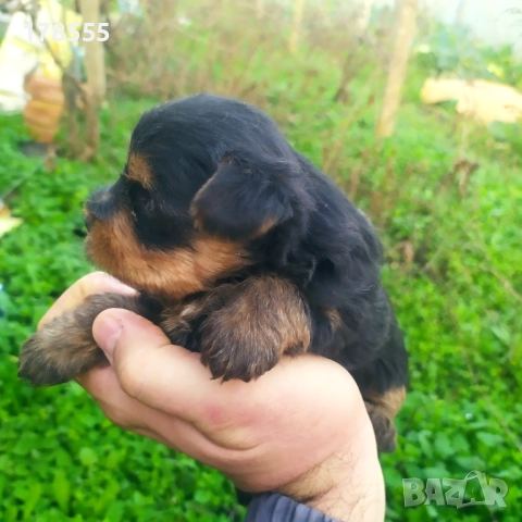 Мини  йоркширски териер!!, снимка 5 - Йоркширски териер - 52788877