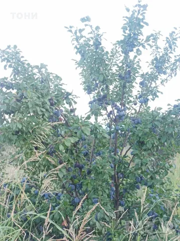 Синя слива-стенлей, снимка 3 - Градински цветя и растения - 55754648