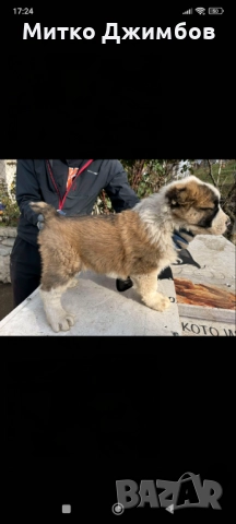 Кавказки вълкодави 